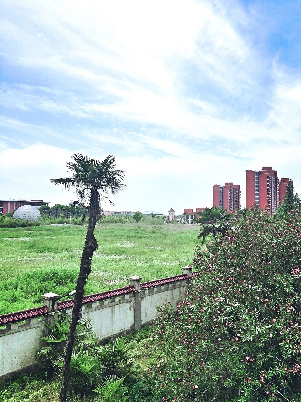 architecture, tree, growth, sky, built structure, outdoors, no people, building exterior, grass, palm tree, city, nature, skyscraper, day