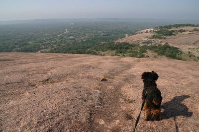 Dog on landscape against clear sky