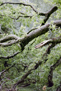 Full frame shot of a tree