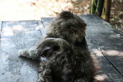 Close-up of a dog looking away