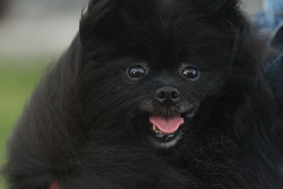 Close-up portrait of a dog