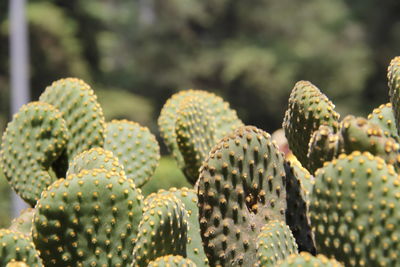 Close-up of prickly pear cactus