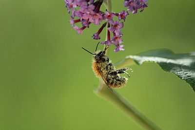 Close-up of insect on flower