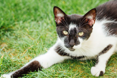 Portrait of a cat. a black and white cat.. portrait of cat on field