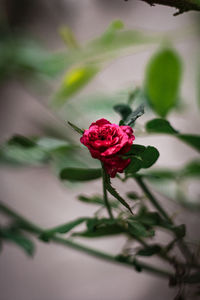 Close-up of red flower blooming outdoors