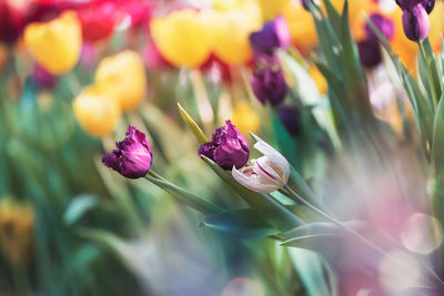 Close-up of pink flowering plant