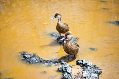 White-cheeked pintail ducks in pond