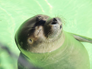 Close-up of turtle in sea