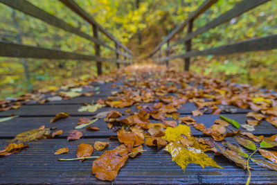 Autumn leaves on fallen tree