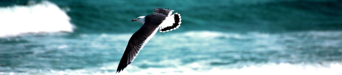 Bird flying over lake