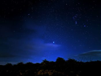 Low angle view of silhouette trees against star field at night