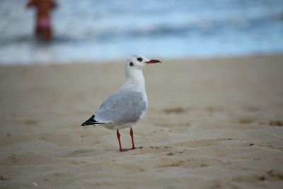 Seagull on shore
