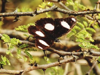 Close-up of butterfly on plant