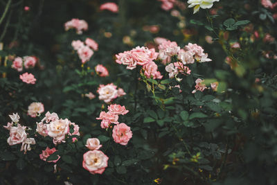 Close-up of pink flowering plants