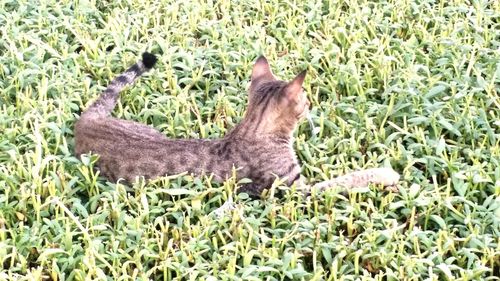 Close-up of cat on field