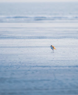 View of bird on beach