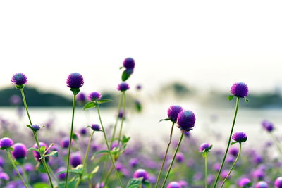 Close-up of pink flowering plants on field