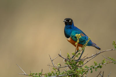 Superb starling perched in thorny acacia tree