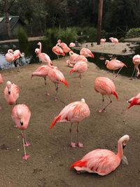 View of birds in lake