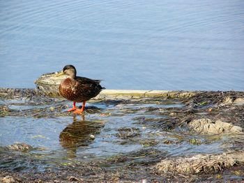 Bird perching on lake