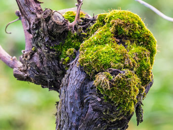 Close-up of lizard on tree stump