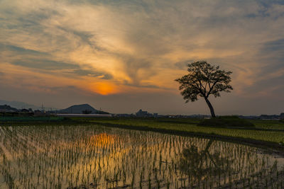 Scenic view of agricultural field against sky during sunset