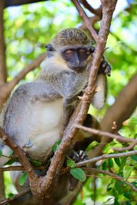 Low angle view of monkey sitting on tree