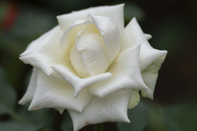 Close-up of white rose