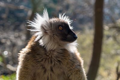 Close-up of meerkat