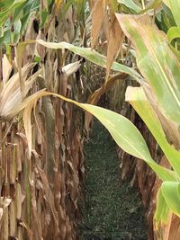 High angle view of plants growing on field