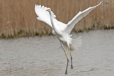 Close-up of a bird flying over lake