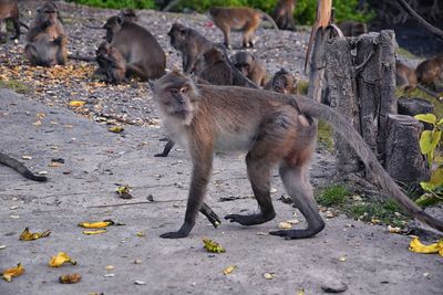 Macaque long tailed monkey, close-up genus macaca cercopithecinae, monkeys in thailand. asia.