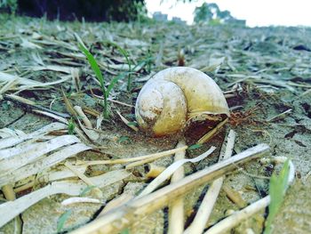 Close-up of shell on field