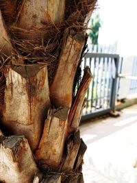 Close-up of tree trunk