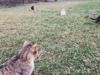 Cat on grassy field