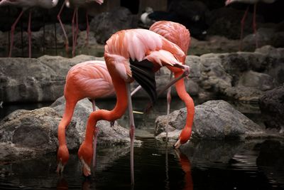 View of a bird drinking water