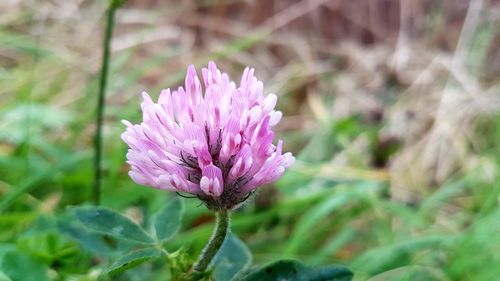 Close-up of pink flower blooming outdoors