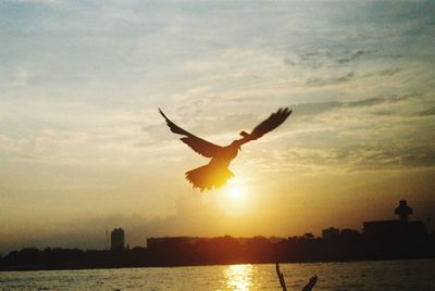 Silhouette bird flying over sea against sky during sunset
