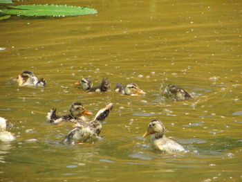 High angle view of ducks swimming in lake