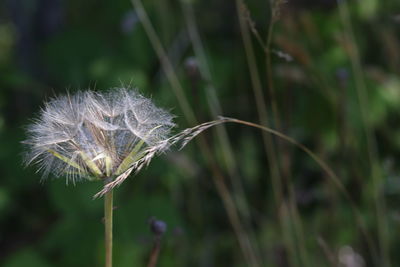 Close-up of dandelion on plant