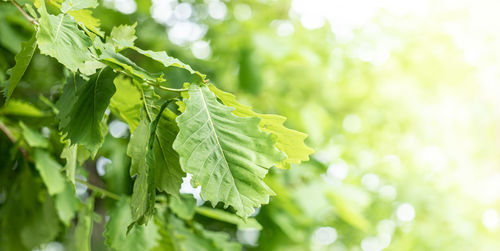 Image with soft focus of young green oak leaves on sunlit blurred yellow-green bokeh backdrop.