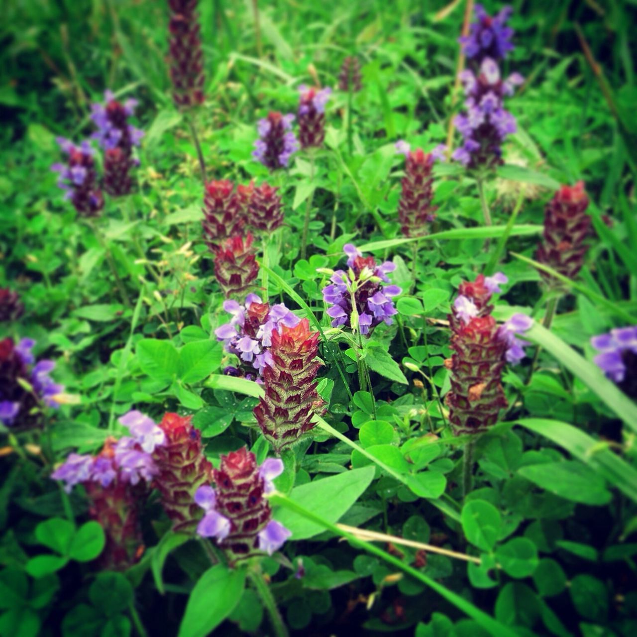 flower, growth, freshness, plant, purple, beauty in nature, fragility, green color, leaf, nature, blooming, close-up, petal, field, focus on foreground, high angle view, outdoors, flower head, day, growing