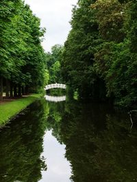 Reflection of trees in calm water