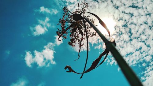 Low angle view of silhouette flowering plant against sky