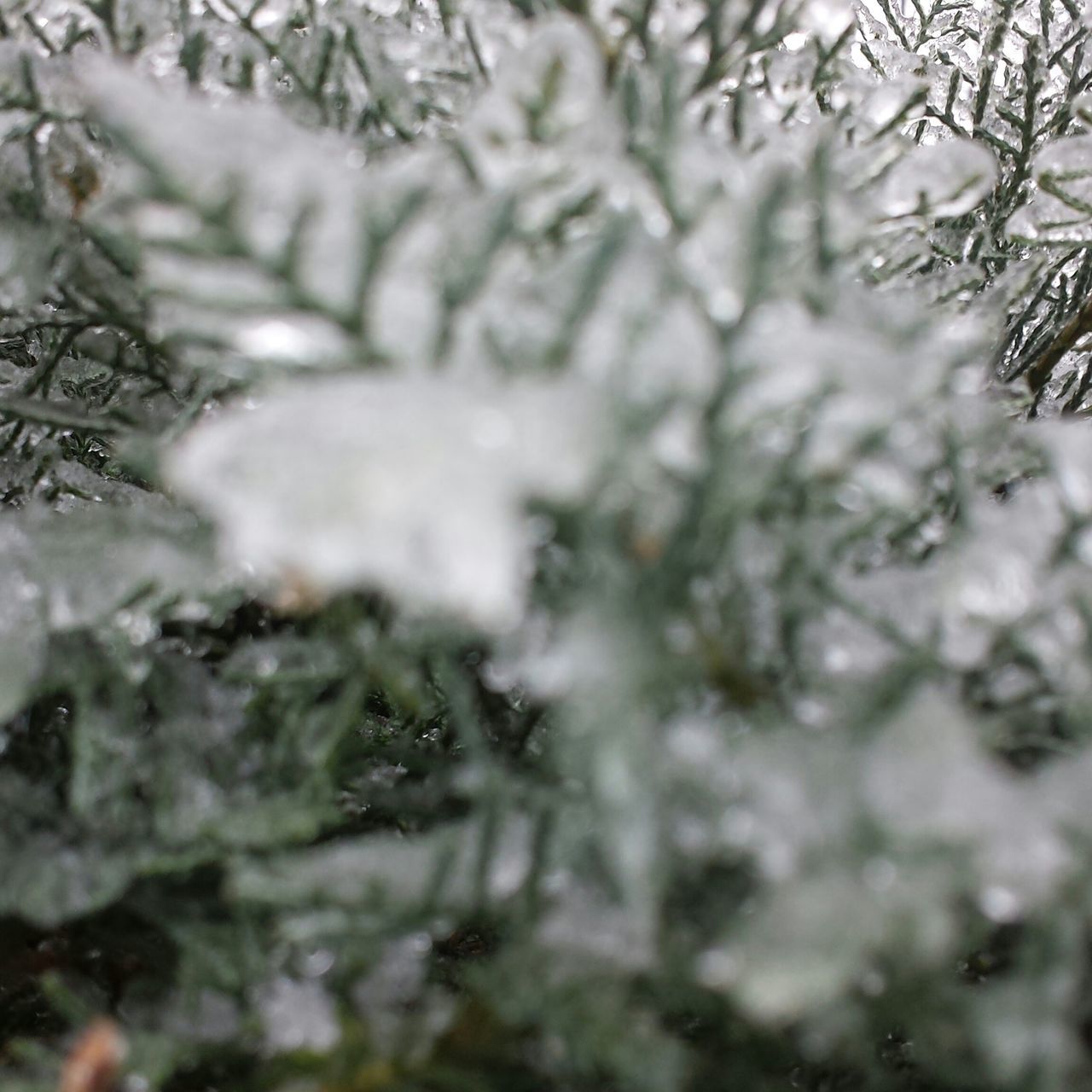 winter, cold temperature, snow, selective focus, focus on foreground, close-up, season, frozen, nature, tree, growth, tranquility, branch, weather, covering, plant, beauty in nature, leaf, day, outdoors