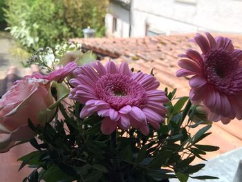 Close-up of pink flowers