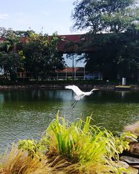 Swan on lake against trees