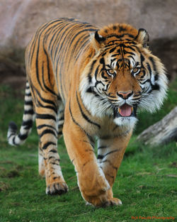 Portrait of tiger walking on grassy field