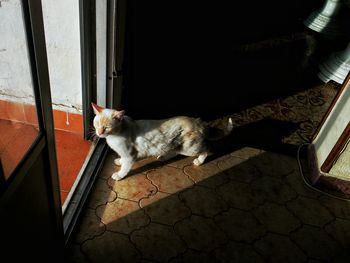 High angle view of cat standing at doorway