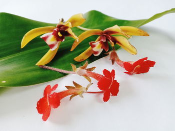 Close-up of red flowering plant against white background